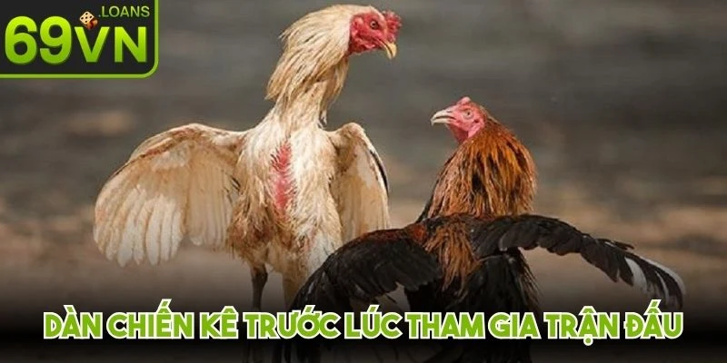 Dàn chiến kê trước lúc tham gia trận đấu đều trải qua tuyển chọn