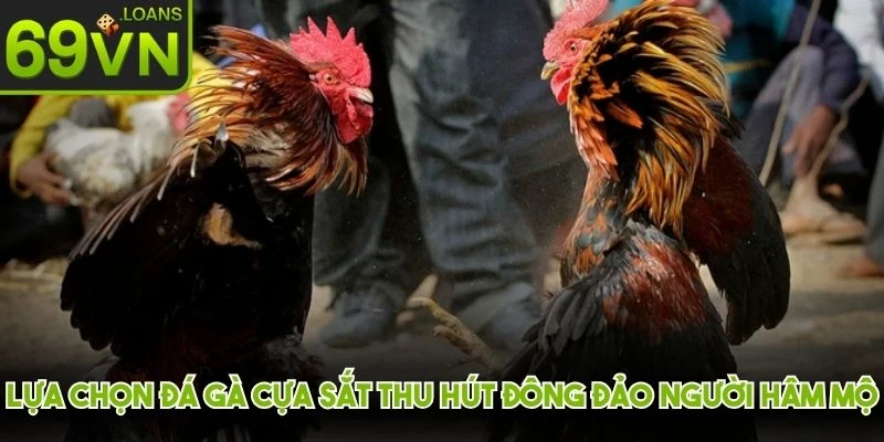 Lựa chọn đá gà cựa sắt cũng thu hút đông đảo người hâm mộ